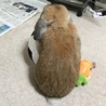 もーチャ