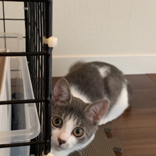 人懐っこい甘えん坊な女の子おさけちゃん☆