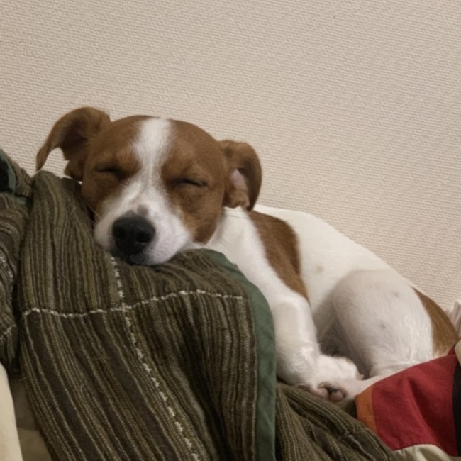 オタマボヤのカバー写真