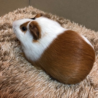 モルモット  オス　ノーマル　3ヶ月