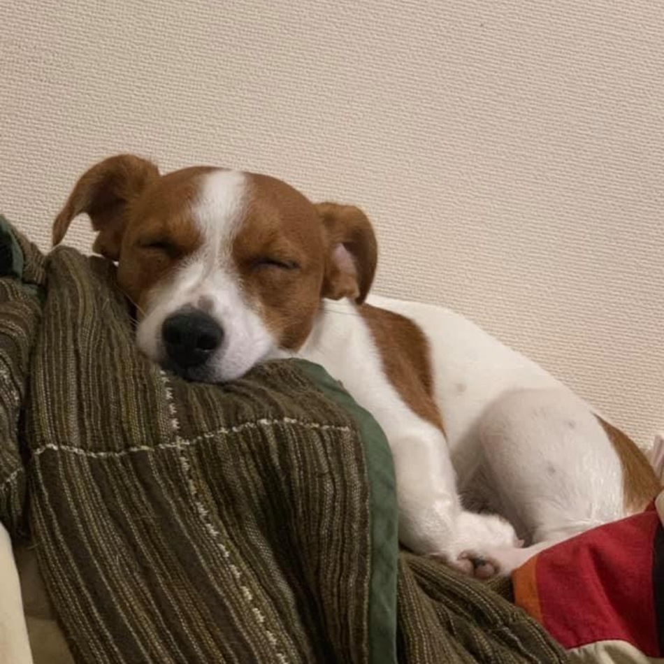 はなこのカバー写真