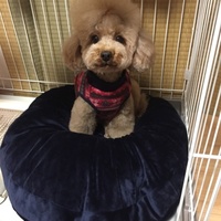 キララ