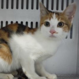 団体様より引き出し。成猫 性別不明 247