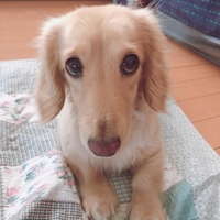 シフォン