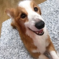 人が大好き！甘えん坊なコーギーくん