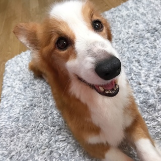 人が大好き！甘えん坊なコーギーくん