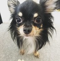 チワワ ブラックタン