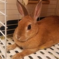 ラピン