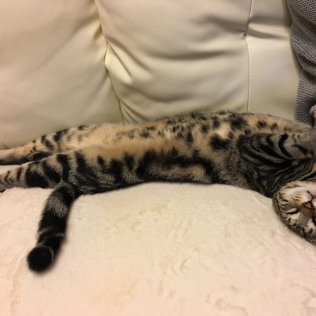 カリカリガリガリのカバー写真