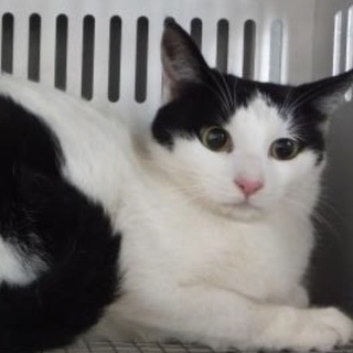 団体様より引き出し。成猫 性別不明 248