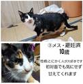 飼い主が入院