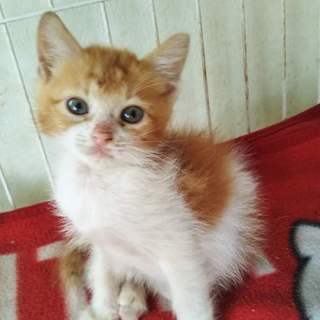 可愛い茶白ののっち君