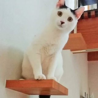 美白男子☆背中に❤マークのポポロン