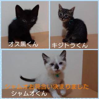 工場うまれの可愛い猫☆動画あります♪