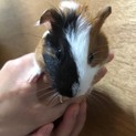 モルモット子供里親募集！