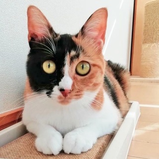 小顔美少女リリアン