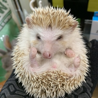 人懐っこい元気なハリネズミ♀