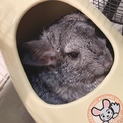 【急募】チンチラ 3歳の女の子