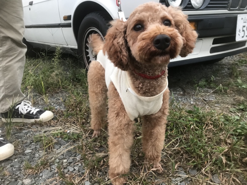 人大好きおてんば娘トイプ 山梨県 犬の里親募集 ペットのおうち 月間利用者150万人