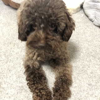 トイプードル   カフェオレ色？