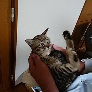 ２か月のキジトラ男子です