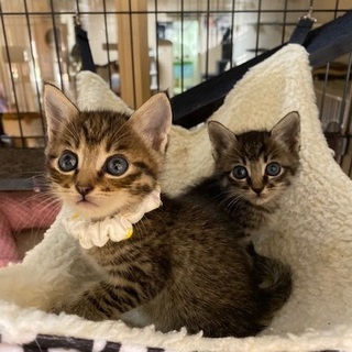 １０／２６・２７阿倍野区昭和町の譲渡会に参加♪