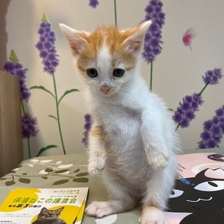 １０／２６・２７阿倍野区昭和町の譲渡会に参加♪