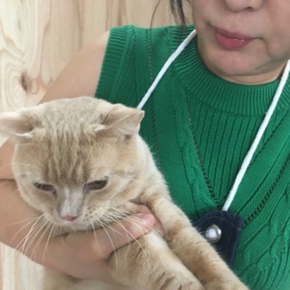 スコティッシュホールド