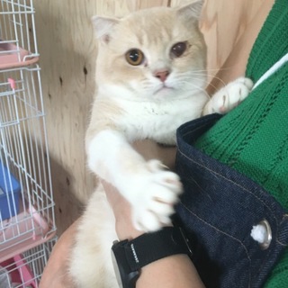 スコティッシュホールド