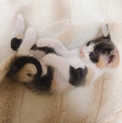 生後1ヶ月ほど 子猫