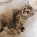 生後1ヶ月ほど 子猫
