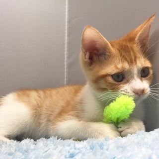 マンチカン(猫)の里親募集情報 ペットのおうち【月間利用者