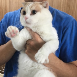 スコティッシュホールド