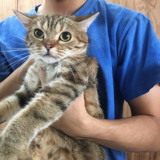 スコティッシュホールド