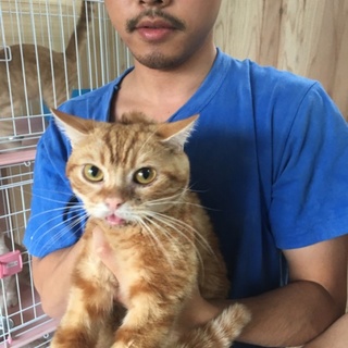 スコティッシュホールド