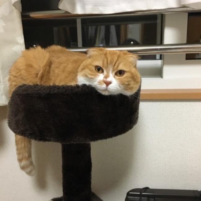 なつきうたのカバー写真