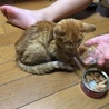 ピヨコ@
