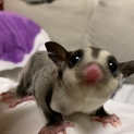 一時停止中　　フクロモモンガ　ベビー
