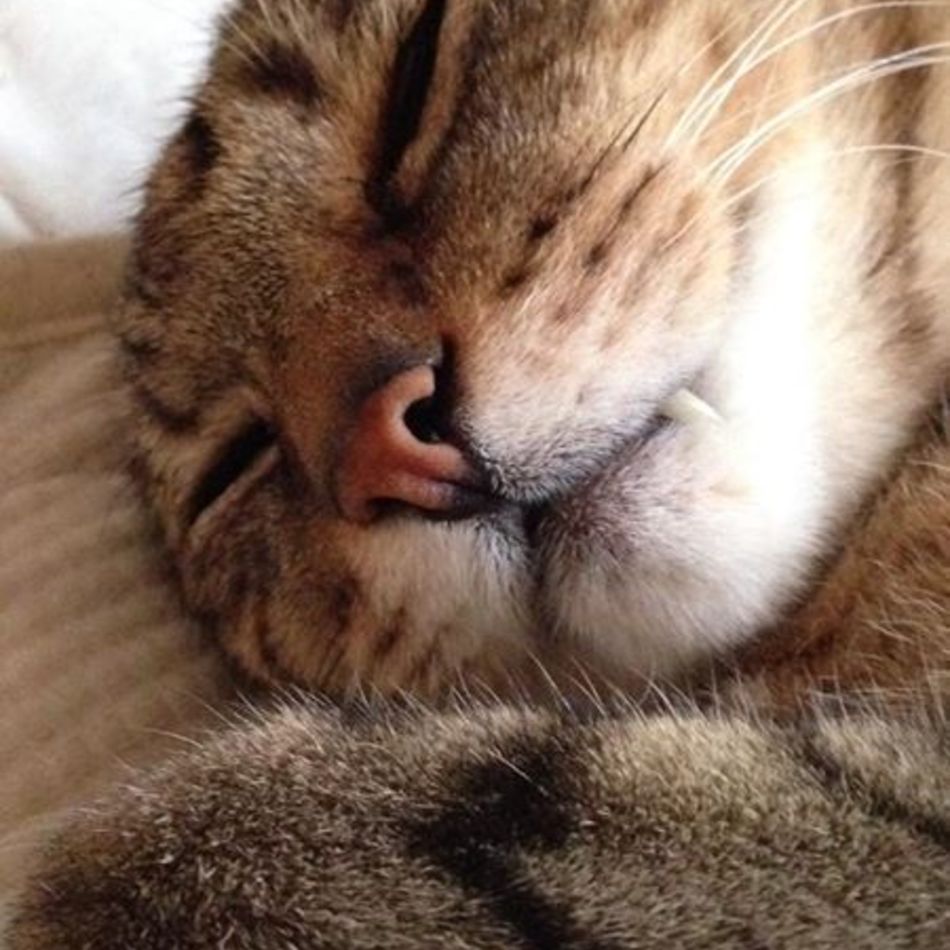 ノンノン・チビッコのカバー写真