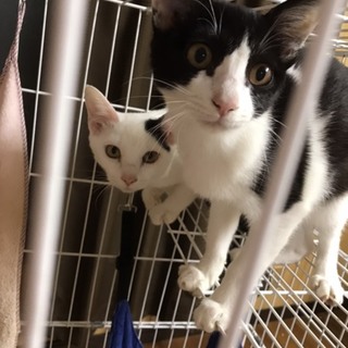 4匹のメスたち