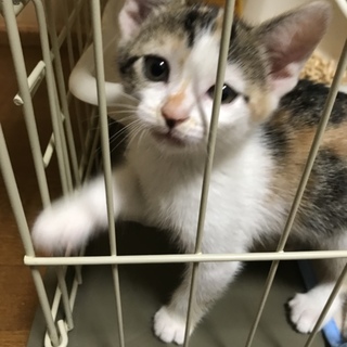 三毛猫のパフェちゃん