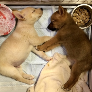 とても懐っこい３ヶ月の兄妹
