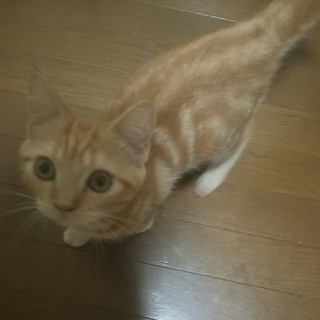 アメリカンショートヘアー  元気で甘えん坊な女の子