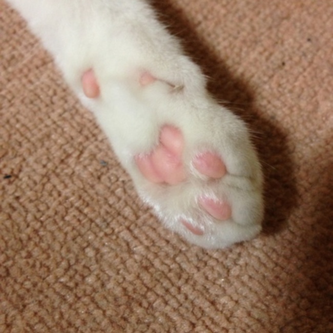 はち2103のカバー写真