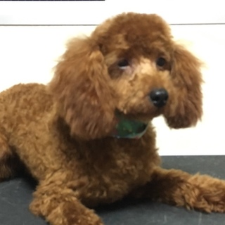 トイプードルの9ヶ月の男の子里親募集します！