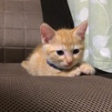 茶トラの仔猫です