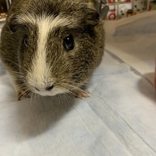 クレステッドモルモットの女の子②