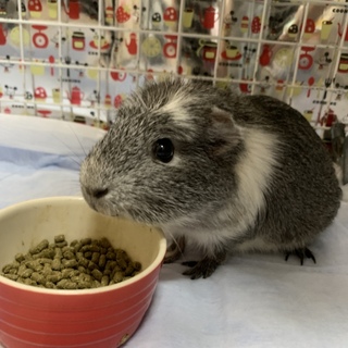 クレステッドモルモットの女の子③