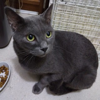 やっと猫になったワケありロシアンブルー