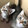 キジトラ姉妹センターからの引き出し サムネイル2